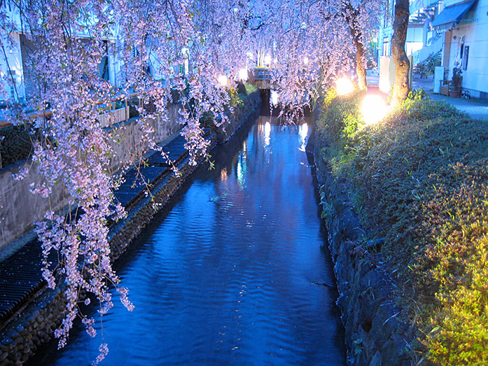 Cherry Blossom at canal in Utsunomiya