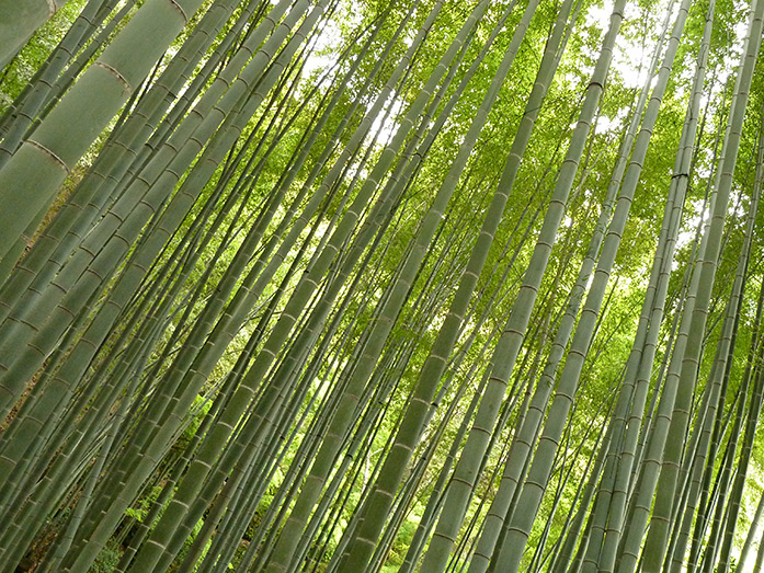 Bamboo Grove Hokokuji Temple in Kamakura