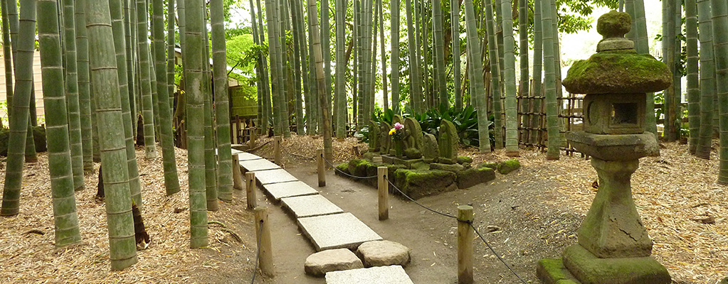 Hokokuji Bamboo Garden in Kamakura
