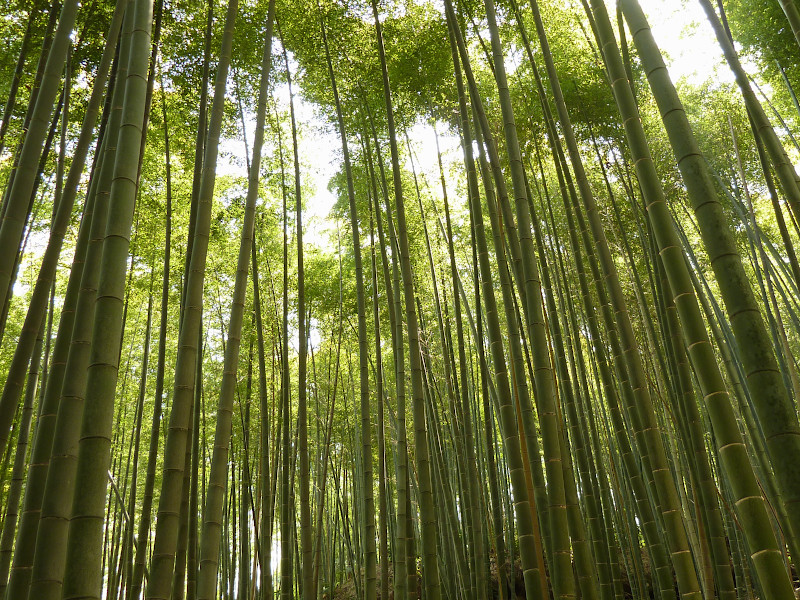 Arashiyama Bamboo Grove in Kyoto