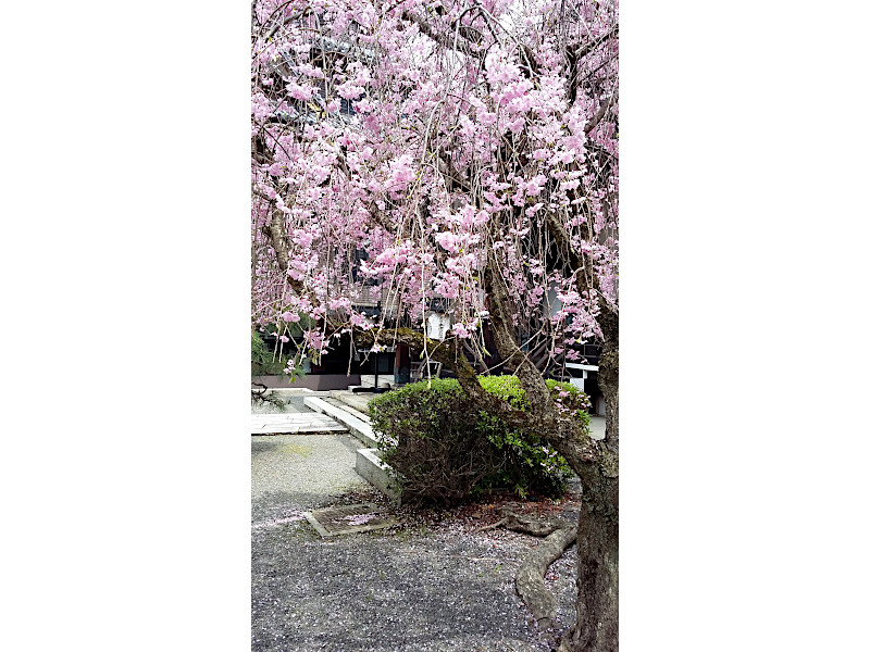 Cherry Blossom Bukkoji Mausoleum in Kyoto