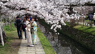 Philosopher Walk Cherry Blossom Season