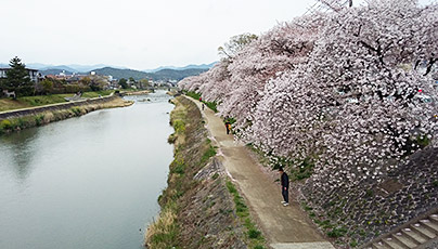 Kamogawa Cherry Blossom Season