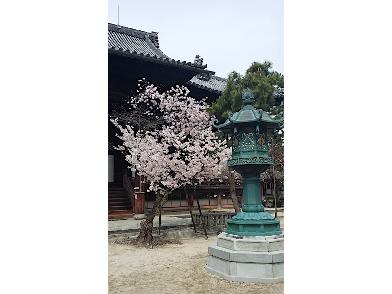 Cherry Blossom and Lantern at Chionji Temple in Kyoto