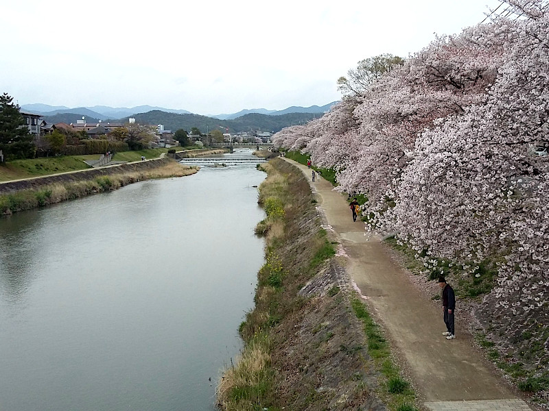 Kamogawa River Cherry Blossom Season in Kyoto