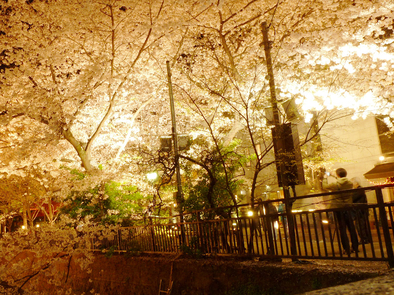 Cherry Blossom at Night in Kyoto