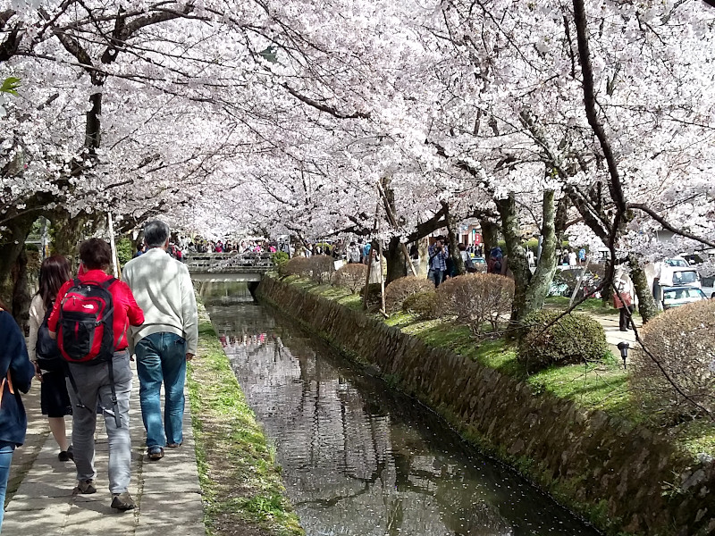 Philosopher's Path Cherry Blossom in Kyoto