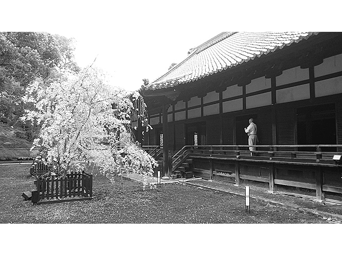 Shinden Hall And Sakon-no Sakura Shoren-in