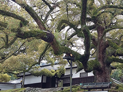 Shoren-in Temple Camphor Tree in Kyoto