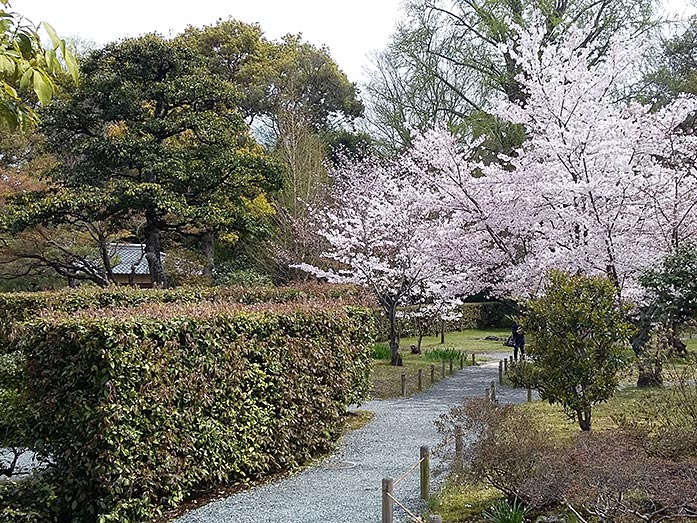 Cherry Blossom Shosei-en Garden in Kyoto