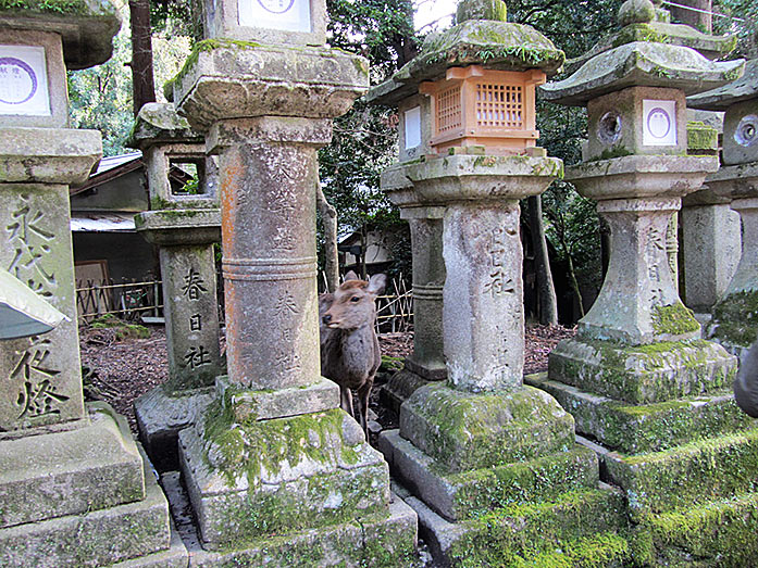 Deer behind Stone Lanterns leading To The Kasuga Taisha