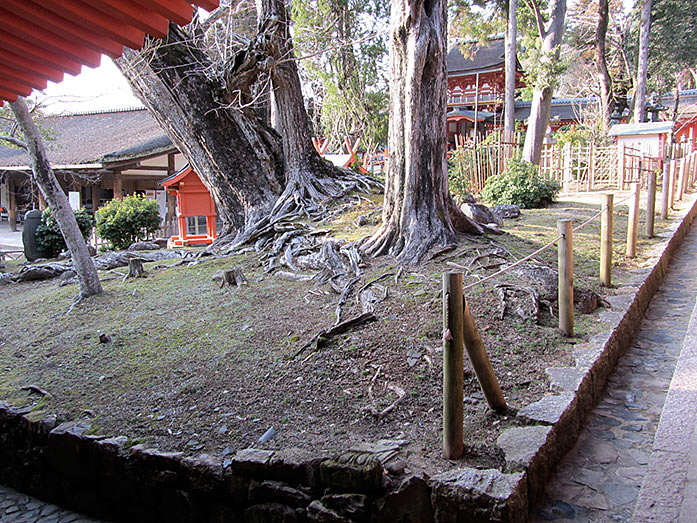 Cedar Trees Kasuga Taisha Shrine in Nara
