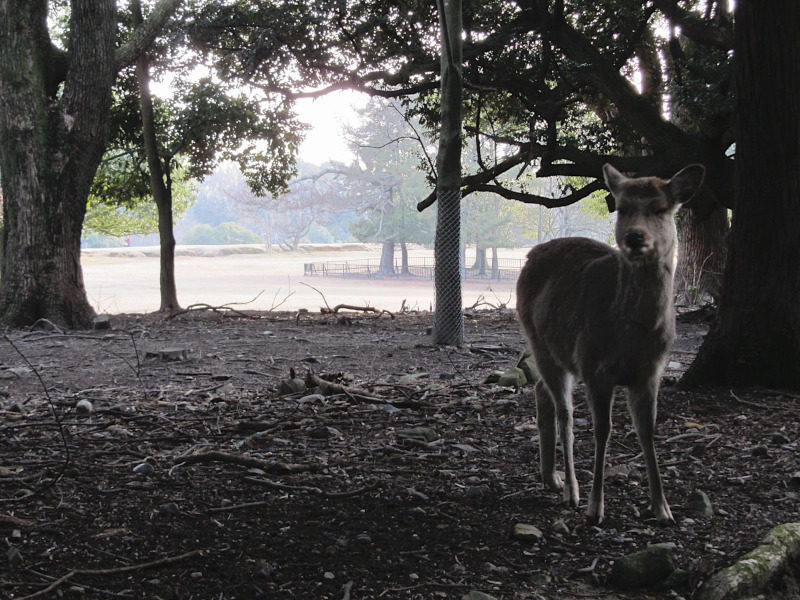 Nara Park with red deer