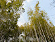 Hattori Ryokuchi Park Bamboo Forest