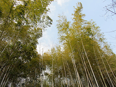 Hattori Ryokuchi Park with Bamboo Forest