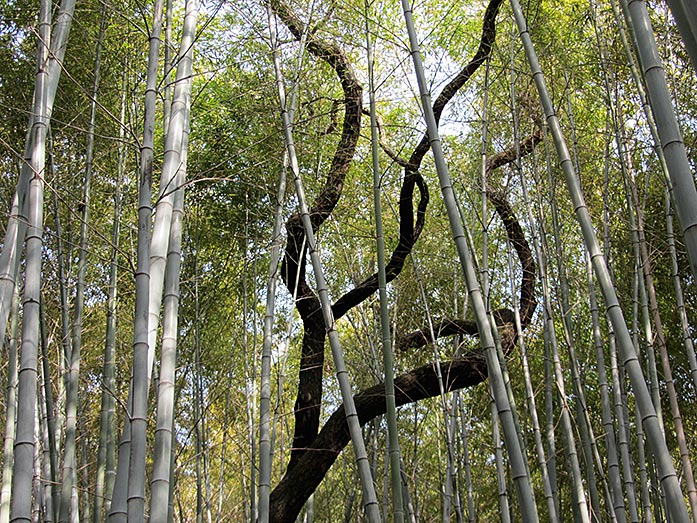 Bamboo Forest within Hattori Ryokuchi Park in Osaka