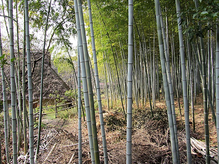 Bamboo Forest within Hattori Ryokuchi Park in Osaka