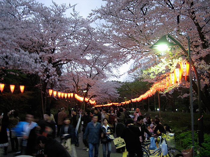 Hanami Cherry Blossom at Ueno Park in Tokyo late evening