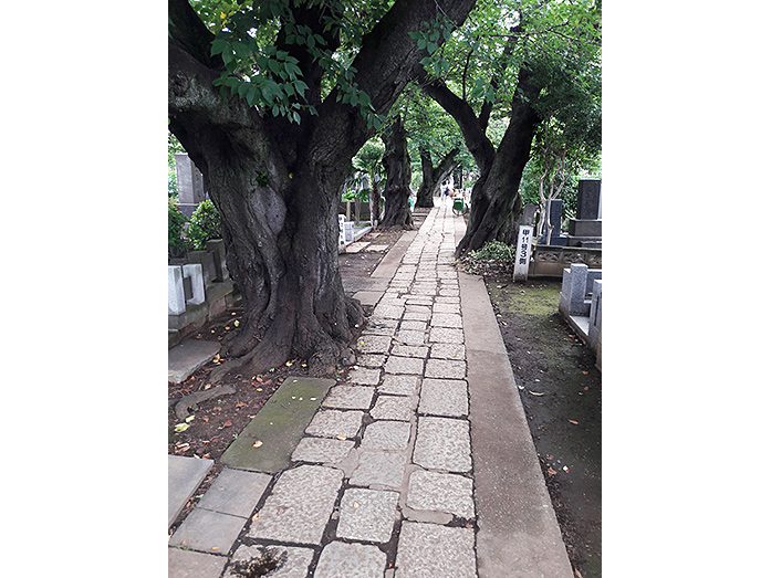 Pathway through Yanaka Cemetery in Tokyo