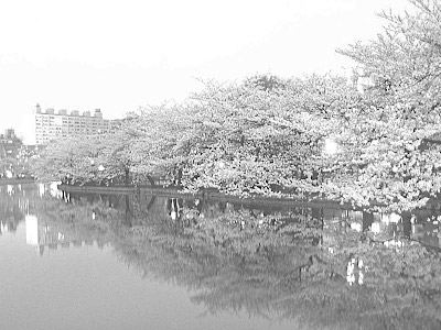 Cherry Blossom Ueno Park in Tokyo