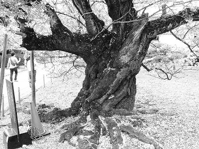 Himeji Castle Cherry Tree