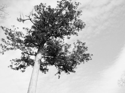 Tree at Ise Shrine