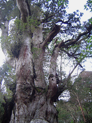 Jomon Cedar Yakushima