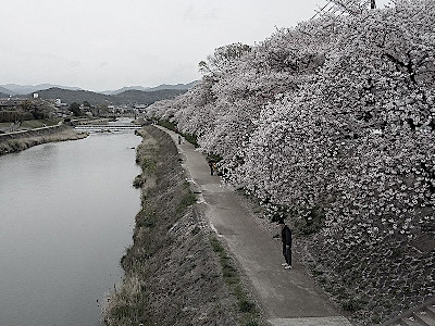 Kamo River in Kyoto
