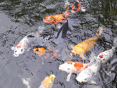 Koi Pond in Hakkeijima Sea Paradise Yokohama