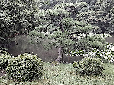 Meiji-jingu Inner Garden in Tokyo