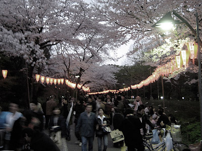 Ueno Park Cherry Blossom in Tokyo