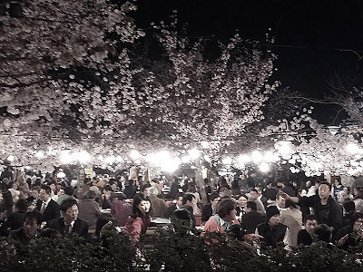 Yasaka Shrine Hanami Party