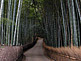 Sagano Bamboo Grove in Arashiyama in Kyoto
