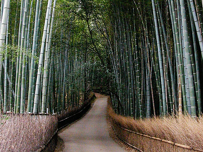 Arashiyama Bamboo Groves