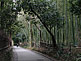 Sagano Bamboo Grove in Arashiyama in Kyoto
