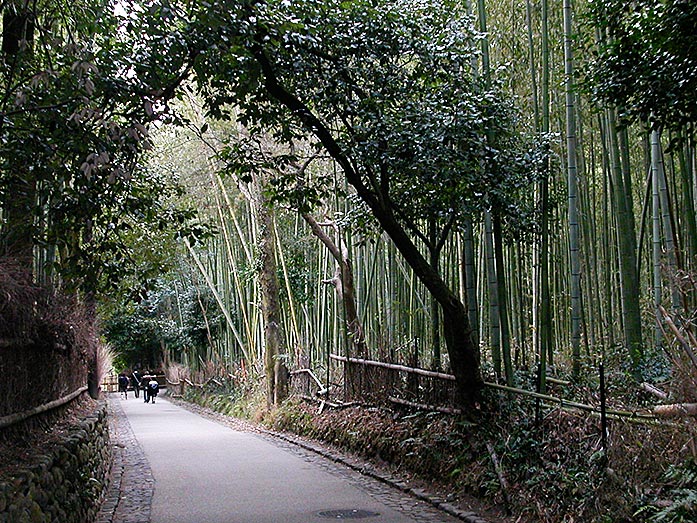 Arashiyama Bamboo Groves