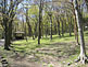 Forest near Lake Ashi in Hakone