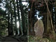 Beautiful Cedar Avenue between Moto-Hakone and Hakone-machi