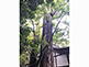 Holy Zelkova Trees at Hikawa Shrine in Kawagoe