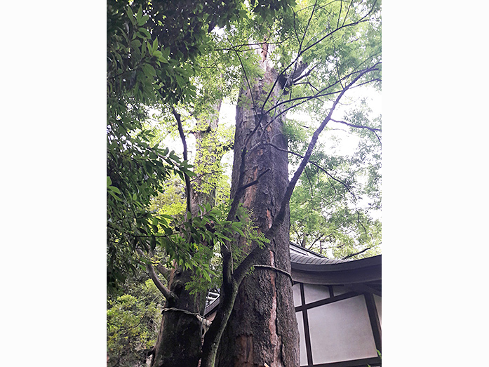 Holy Zelkova Trees at Hikawa Shrine in Kawagoe