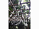 Corridor of Marriage Wind Chimes at Hikawa Shrine in Kawagoe