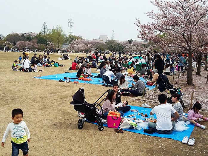 San-no-maru Square at Himeji Castle during Hanami