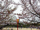 San-no-maru Square at Himeji Castle during Sakura