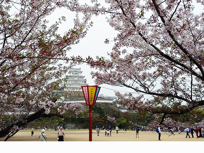 San-no-maru Square at Himeji Castle during Sakura