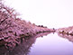 Hirosaki Park during Cherry Blossom Season in Aomori Prefecture