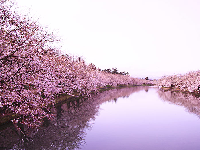 Hirosaki Park during Cherry Blossom Season in Aomori Prefecture