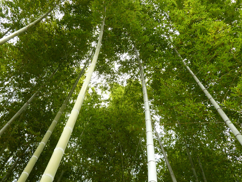 Bamboo Trees Shukkeien Garden in Hiroshima