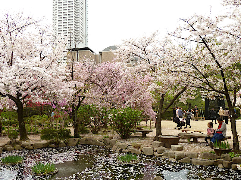 Cherry Blossom at Seifu Pond in Shukkeien Garden in Hiroshima