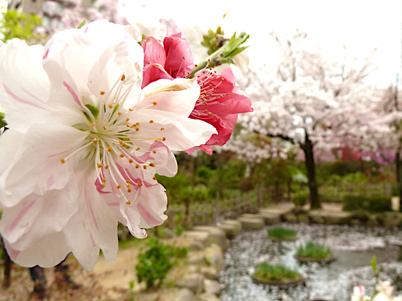 Shukkeien Garden in Hiroshima