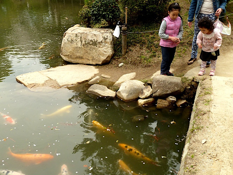 Koi Feeding Shukkeien Garden in Hiroshima